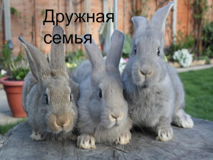 Дружная семья