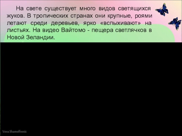 На свете существует много видов светящихся жуков. В тропических странах они крупные,