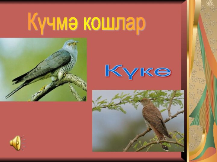 Күчмә кошлар Күке