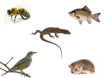 Животное - живое существо план-конспект урока по окружающему миру (1 класс)