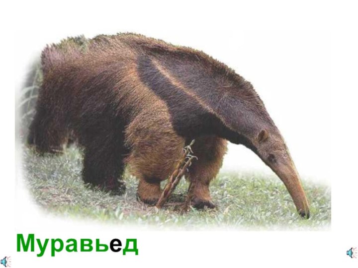 Муравьед