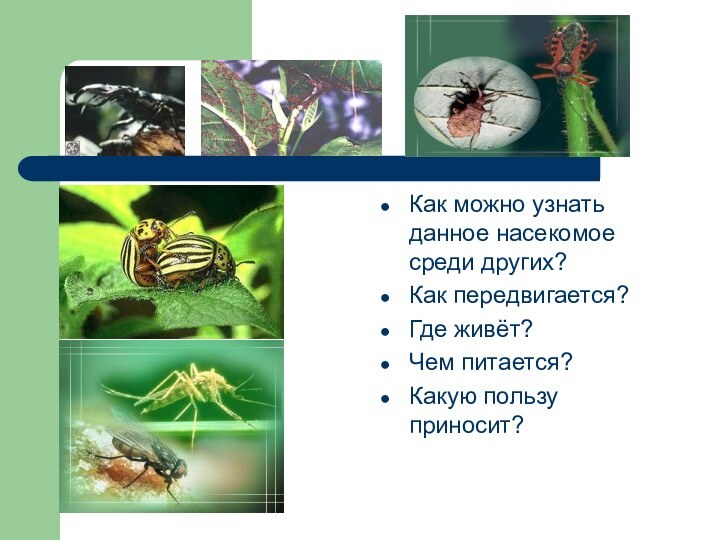 Как можно узнать данное насекомое среди других?Как передвигается?Где живёт?Чем питается?Какую пользу приносит?