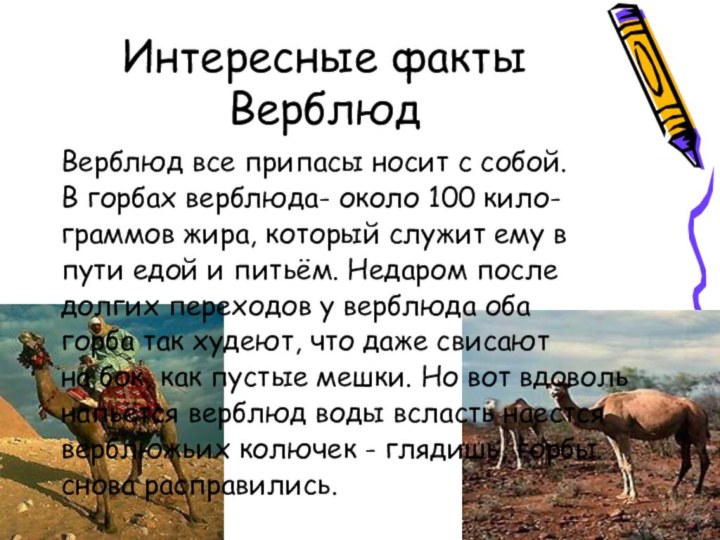 Интересные факты ВерблюдВерблюд все припасы носит с собой.В горбах верблюда- около 100