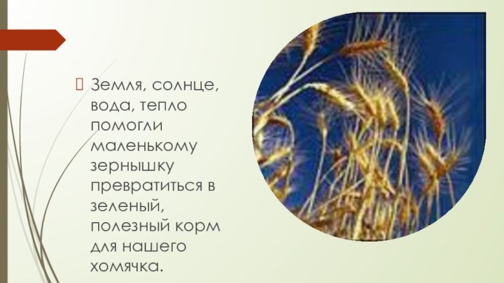 Земля, солнце, вода, тепло помогли маленькому зернышку превратиться в зеленый, полезный корм для нашего хомячка.