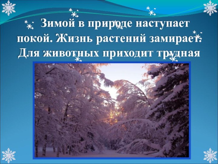 Зимой в природе наступает покой. Жизнь растений замирает. Для животных приходит трудная пора. Природа ждет весну.