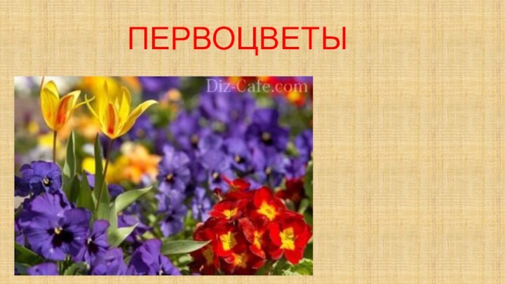 ПЕРВОЦВЕТЫ