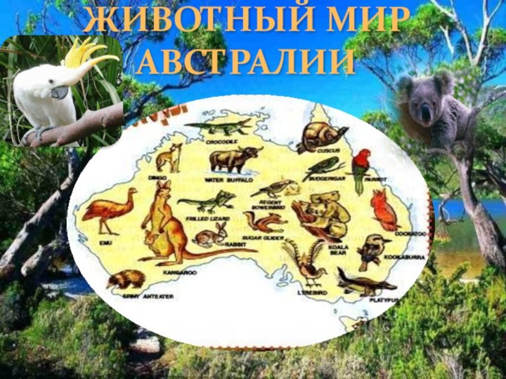 ЖИВОТНЫЙ МИР АВСТРАЛИИ