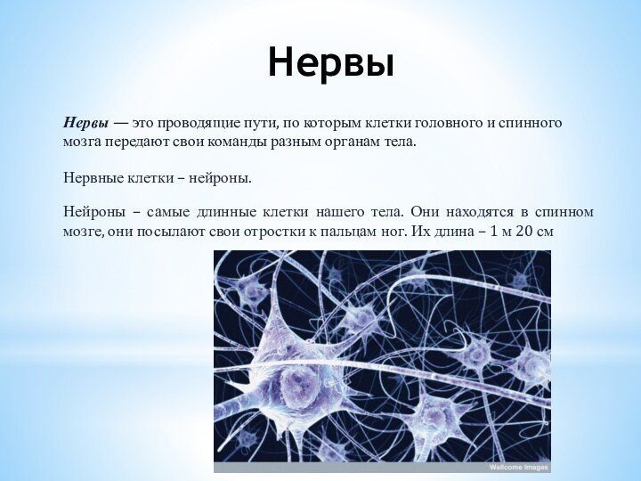 НервыНервы — это проводящие пути, по которым клетки головного и спинного мозга