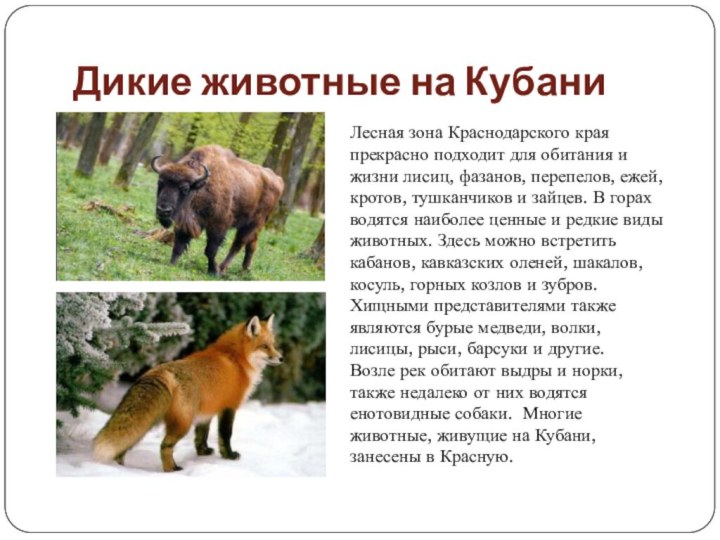 Дикие животные на КубаниЛесная зона Краснодарского края прекрасно