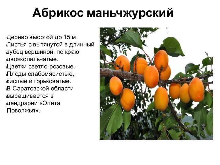 Абрикос маньчжурскийДерево высотой до 15 м. Листья с вытянутой в длинный зубец