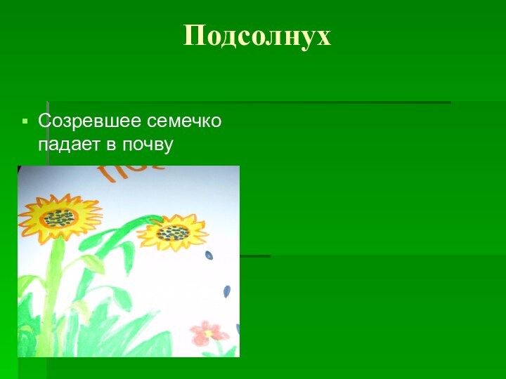 ПодсолнухСозревшее семечко падает в почву