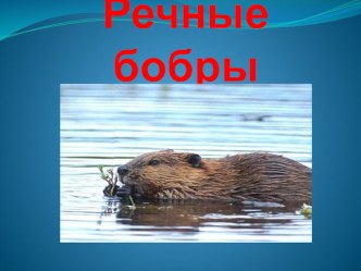 презентация про бобров презентация к уроку по окружающему миру (средняя группа)