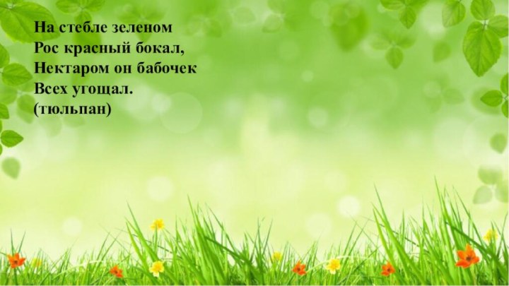 На стебле зеленомРос красный бокал,Нектаром он бабочекВсех угощал.(тюльпан)