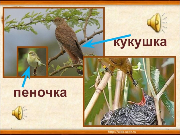 *пеночкакукушка