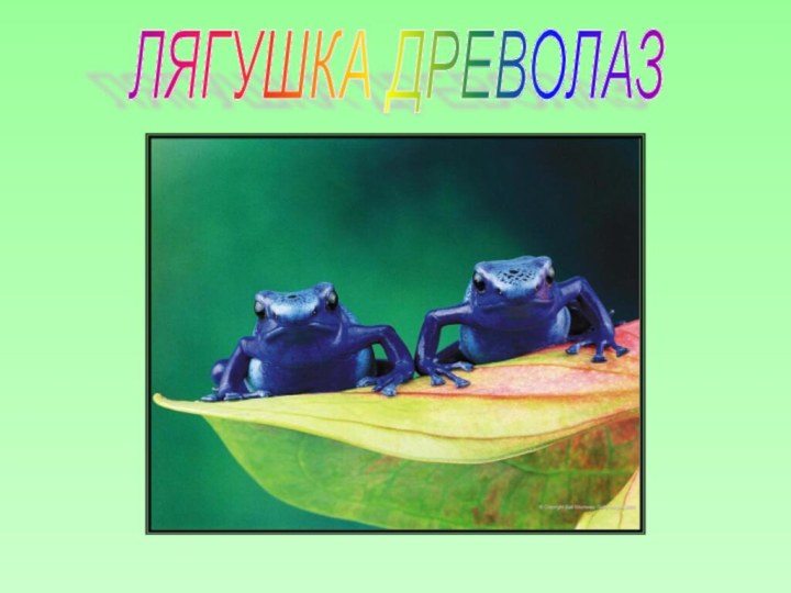 ЛЯГУШКА ДРЕВОЛАЗ