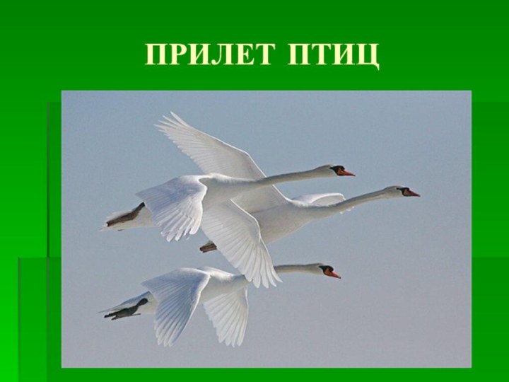 ПРИЛЕТ ПТИЦ