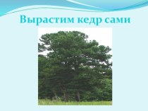 презентация Вырастим свой кедр презентация к уроку по окружающему миру (2 класс) по теме