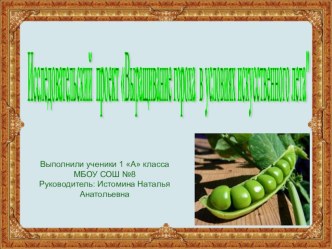 Исследовательский проект Выращивание гороха в условиях искусственного лета проект по окружающему миру (1, 2, 3 класс)