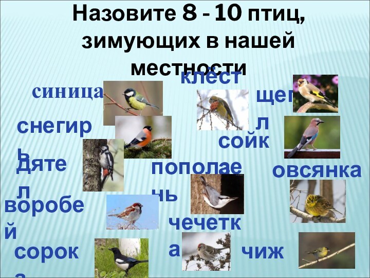 Назовите 8 - 10 птиц, зимующих в нашей местности овсянка синицаснегирьдятелворобейсорокаклёстсойкапоползеньчечеткачиж щегол