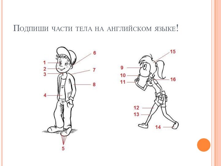 Подпиши части тела на английском языке!