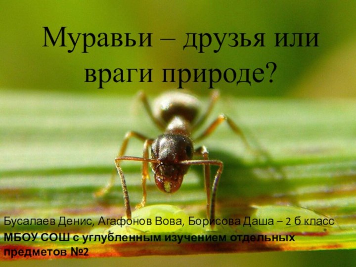 Муравьи – друзья или враги природе?Бусалаев Денис, Агафонов Вова, Борисова Даша –