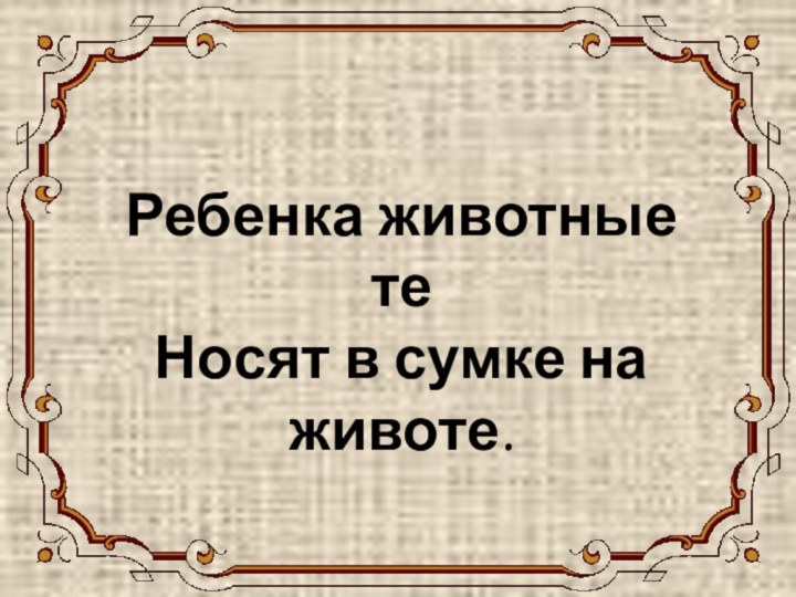 КЕНГУРУ Ребенка животные те Носят в сумке на животе.