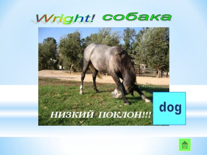 dog Wright! собака