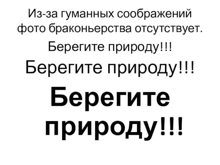 Из-за гуманных соображений фото браконьерства отсутствует.Берегите природу!!!Берегите природу!!!Берегите природу!!!