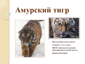 amurskiy tigr