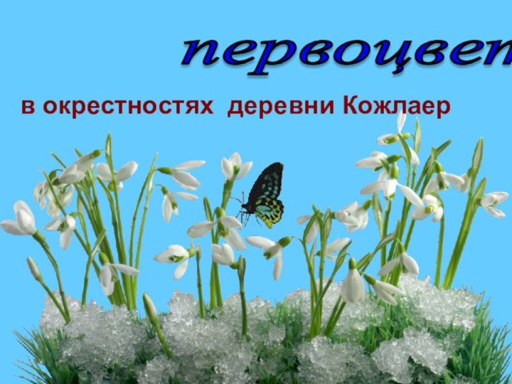 первоцветы