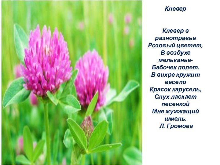 Клевер   Клевер в разнотравье Розовый цветет, В воздухе мельканье- Бабочек полет.