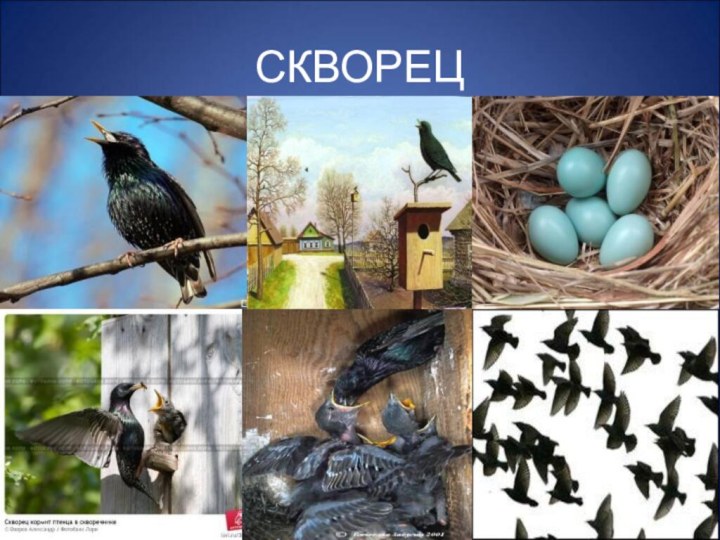 СКВОРЕЦ