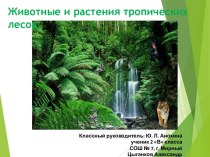 Животные и растения тропических лесов. презентация к уроку по окружающему миру (2 класс)
