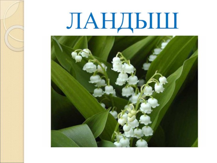 ЛАНДЫШ