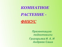 Презентация Фикус презентация к уроку по теме