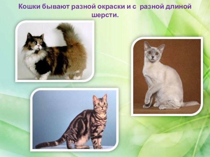 Кошки бывают разной окраски и с разной длиной шерсти.