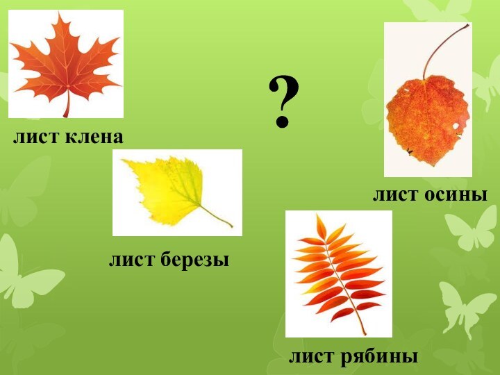 лист кленалист осинылист березылист рябины?