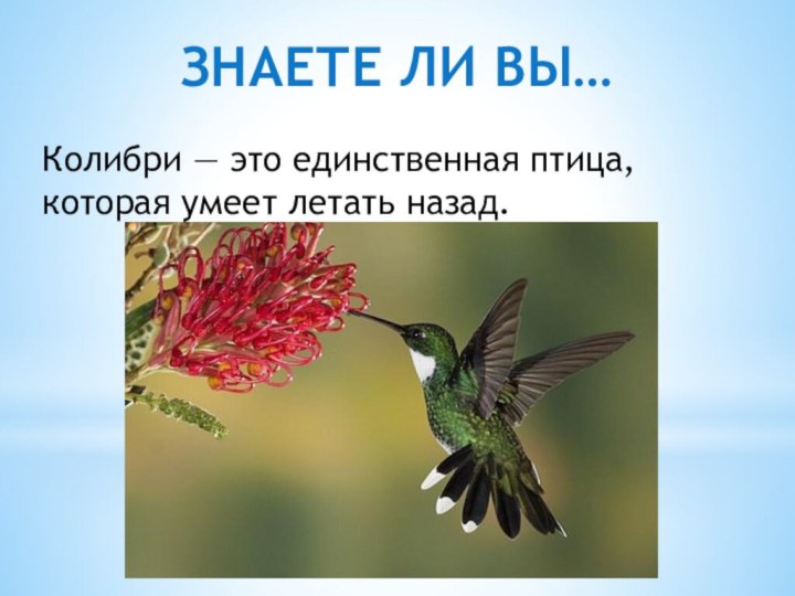 ЗНАЕТЕ ЛИ ВЫ…Колибри — это единственная птица, которая умеет летать назад.