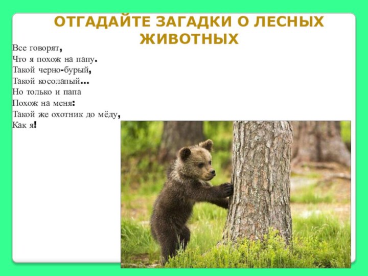 Отгадайте загадки о лесных животныхВсе говорят,Что я похож на папу.	Такой черно-бурый,	Такой косолапый…Но