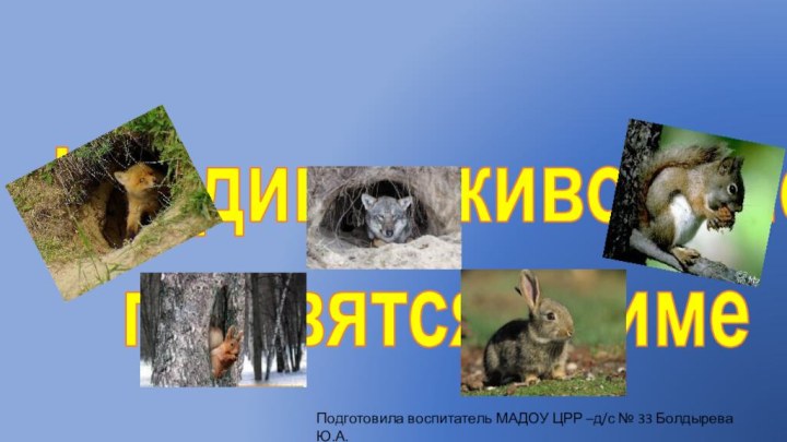 Как дикие животные готовятся к зимеПодготовила воспитатель МАДОУ ЦРР –д/с № 33 Болдырева Ю.А.