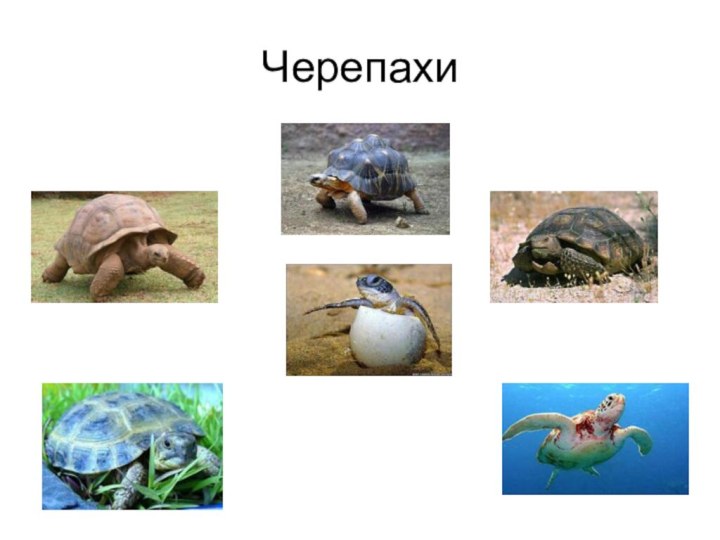 Черепахи