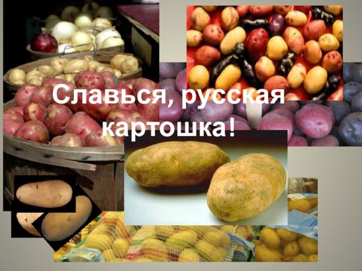 Славься, русская картошка!