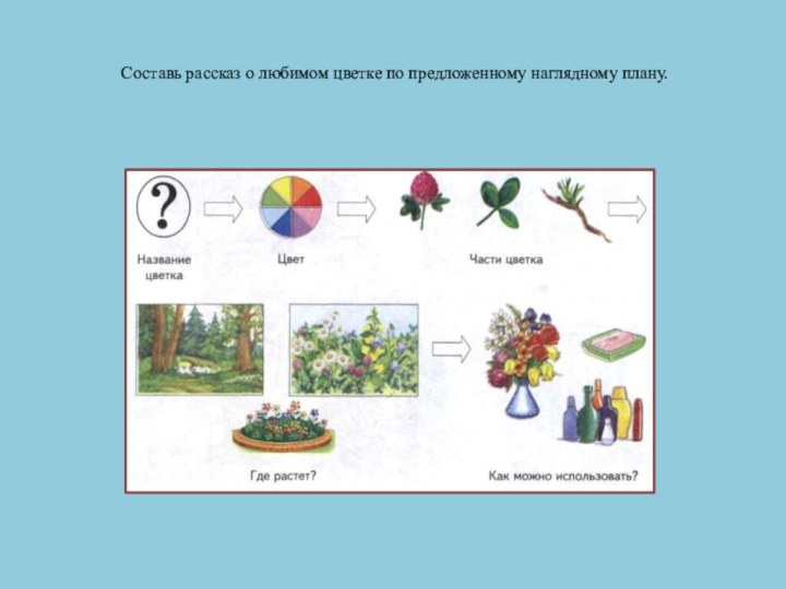 Составь рассказ о любимом цветке по предложенному наглядному плану.