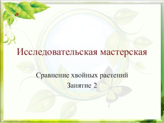 Материал для внеурочной работы по курсу Введение в исследовательскую деятельность Сравнение хвойных деревьев: ель, кедр, пихта (занятие 2) презентация к уроку (1 класс)