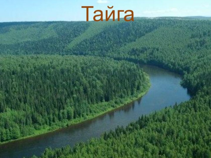 Тайга