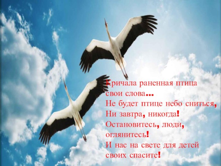 Кричала раненная птица свои слова… Не будет птице небо сниться, Ни завтра,