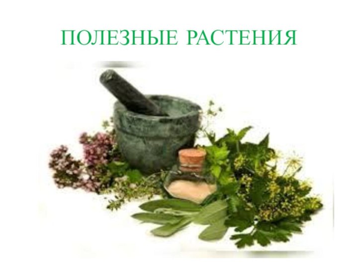 ПОЛЕЗНЫЕ РАСТЕНИЯ