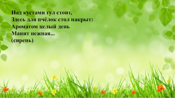 Над кустами гул стоит,Здесь для пчёлок стол накрыт:Ароматом целый деньМанит нежная...(сирень)