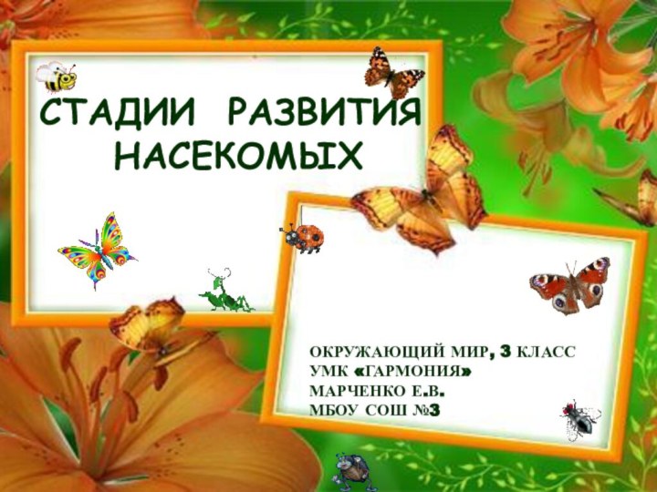 СТАДИИ РАЗВИТИЯ НАСЕКОМЫХОКРУЖАЮЩИЙ МИР, 3 КЛАССУМК «ГАРМОНИЯ»МАРЧЕНКО Е.В.МБОУ СОШ №3