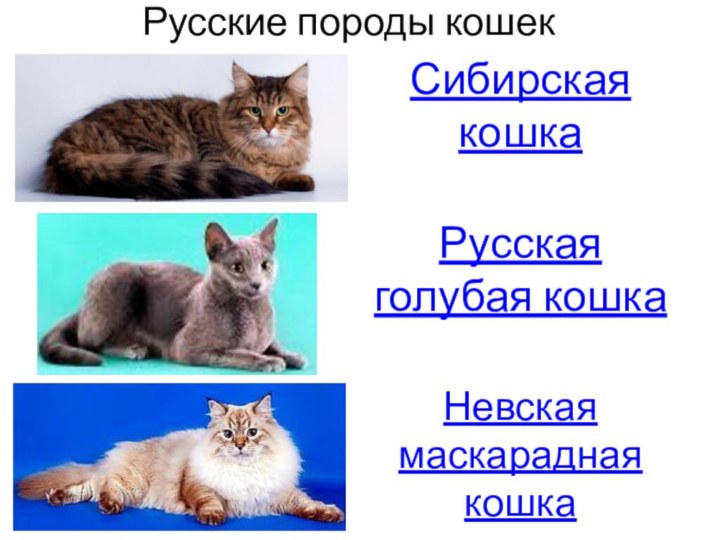 Русские породы кошек